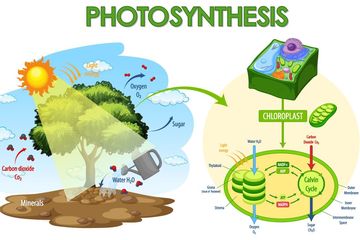 fotosintetis